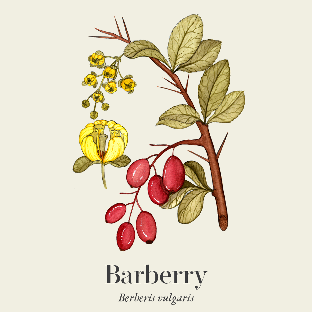 Barberry (Berberis vulgaris)