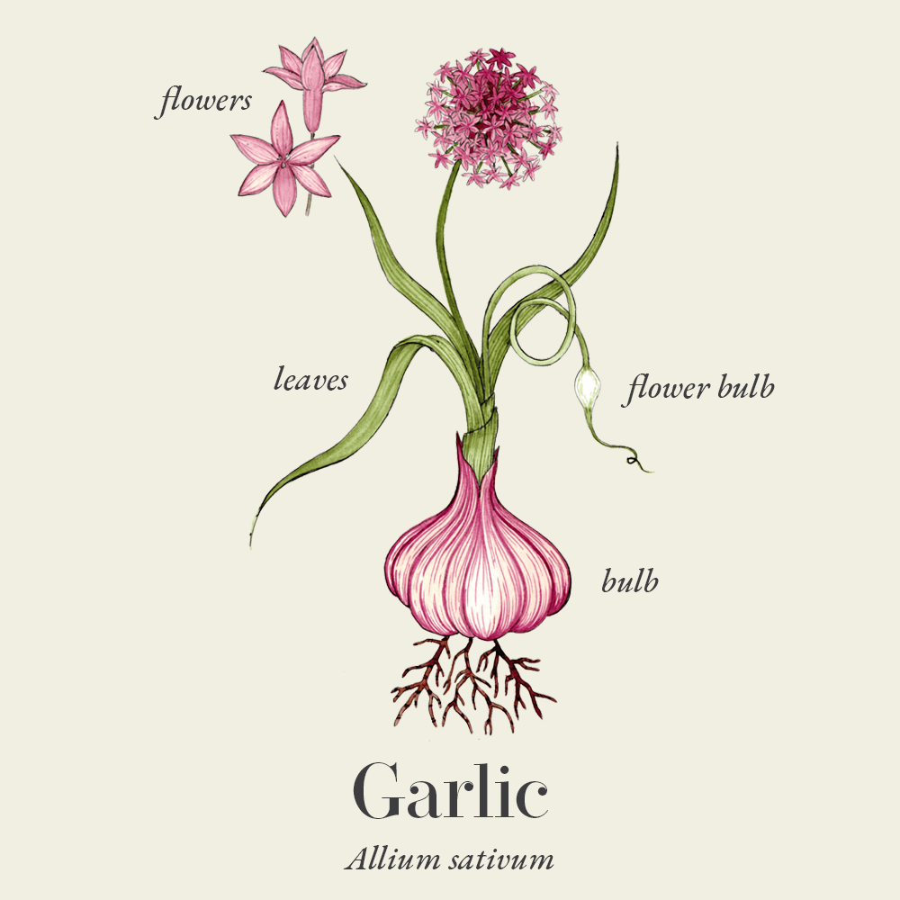 Garlic (Allium sativum)