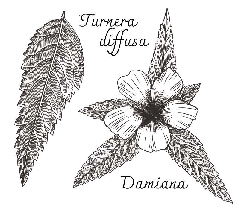 Damiana (Turnera diffusa): Benefits, Safety, Uses | Herbal Reality