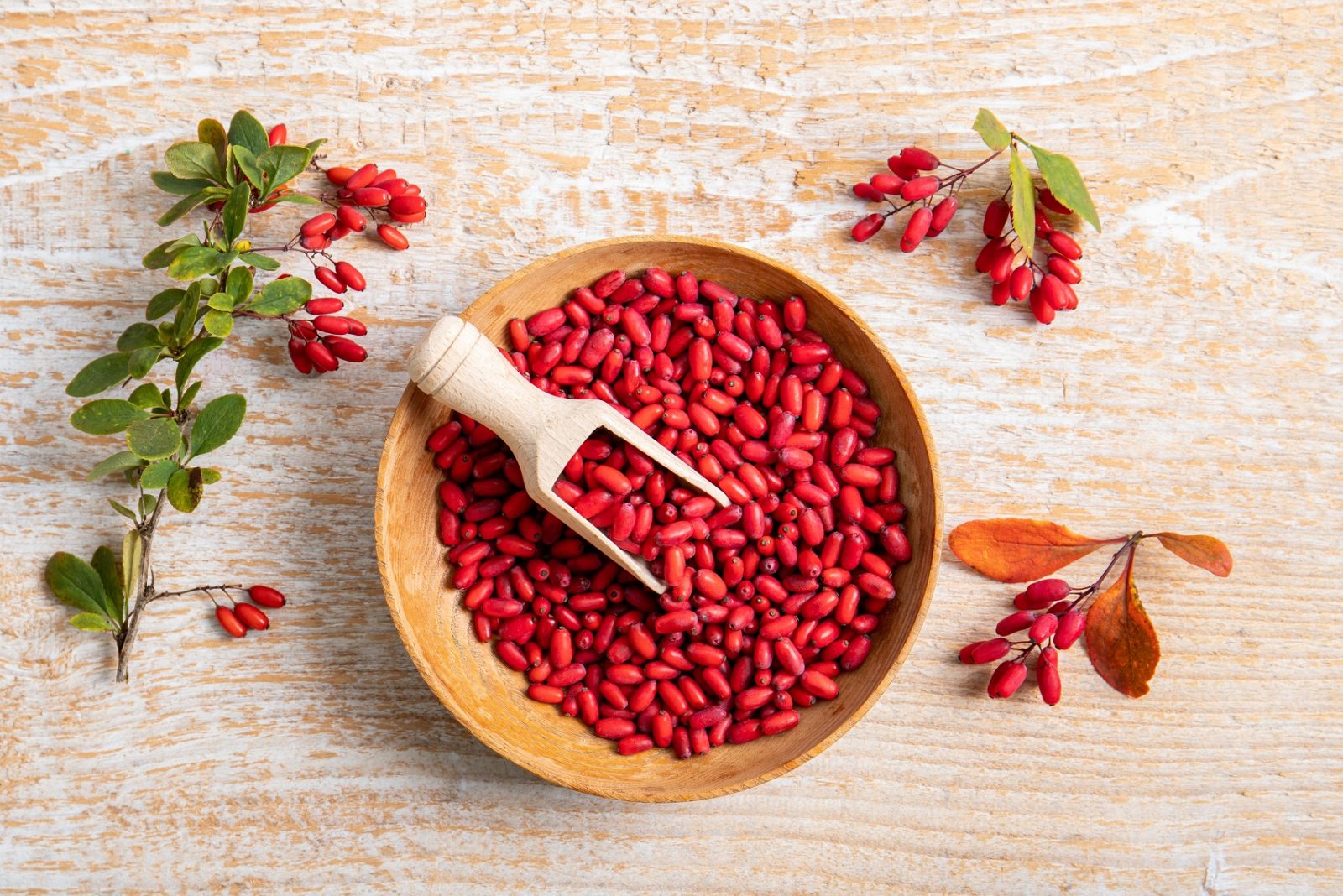 Barberry Berberis Vulgaris Benefits Uses Safety Herbal Reality