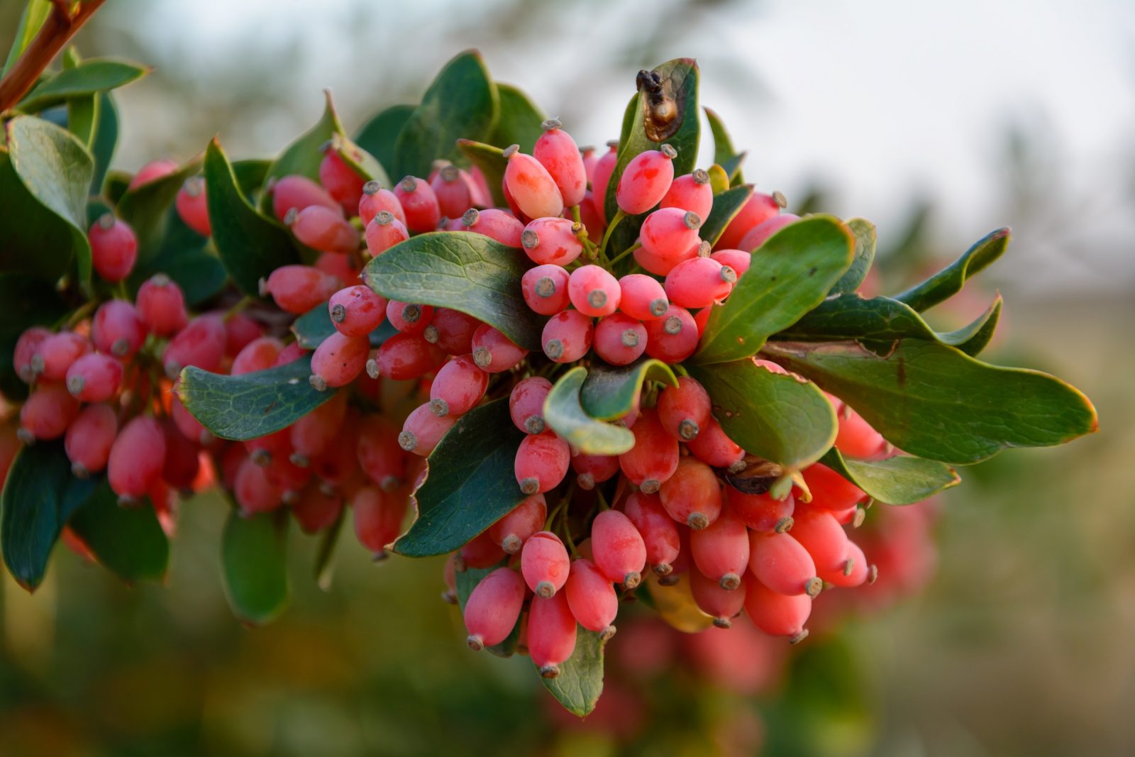 Edible Barberry Plant