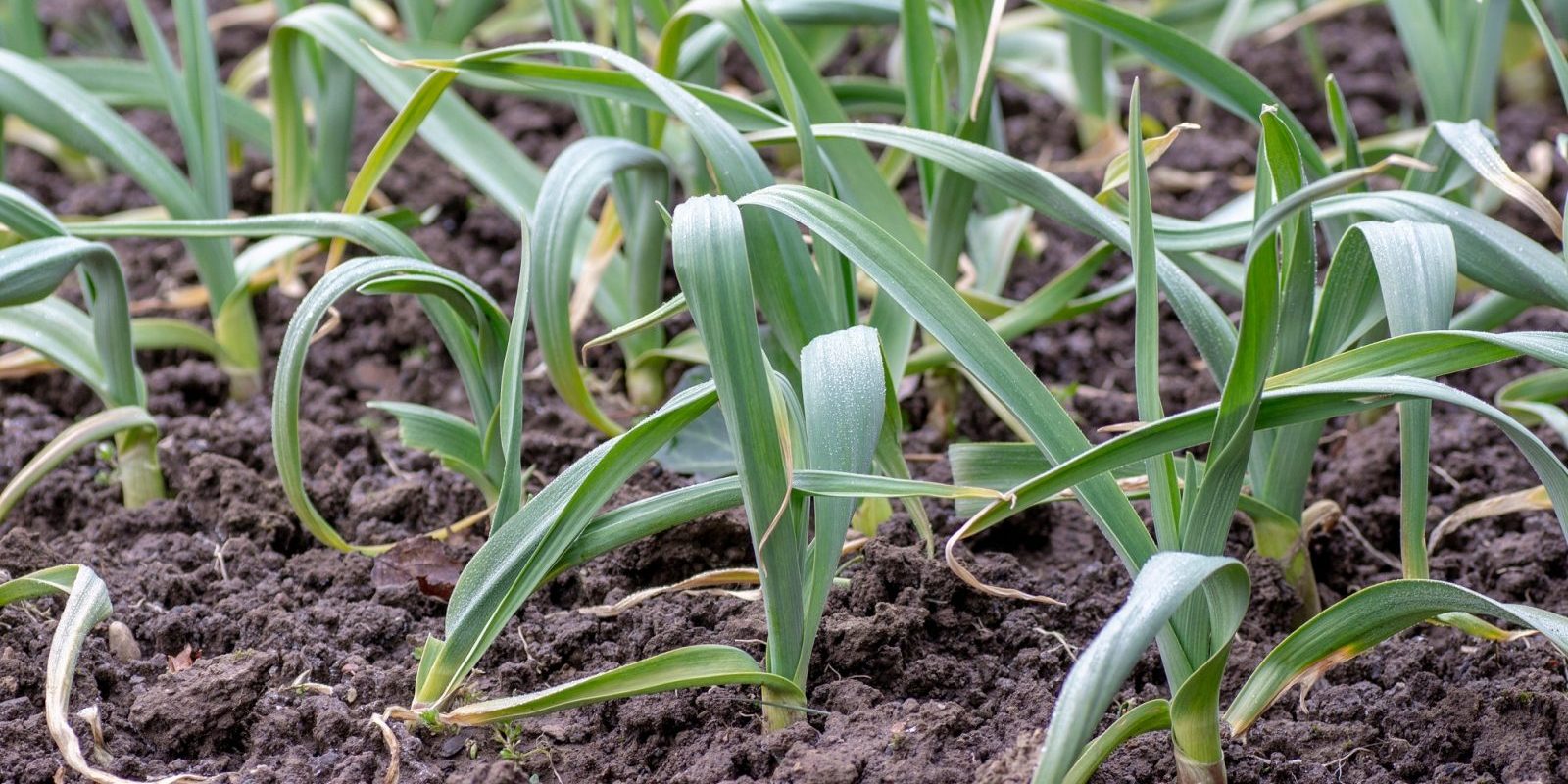 Garlic (Allium sativum)