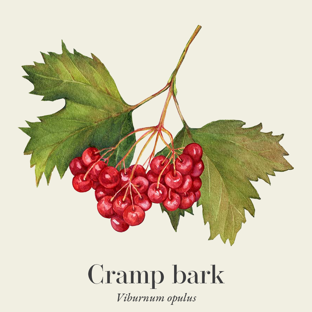 Cramp bark (Viburnum opulus)