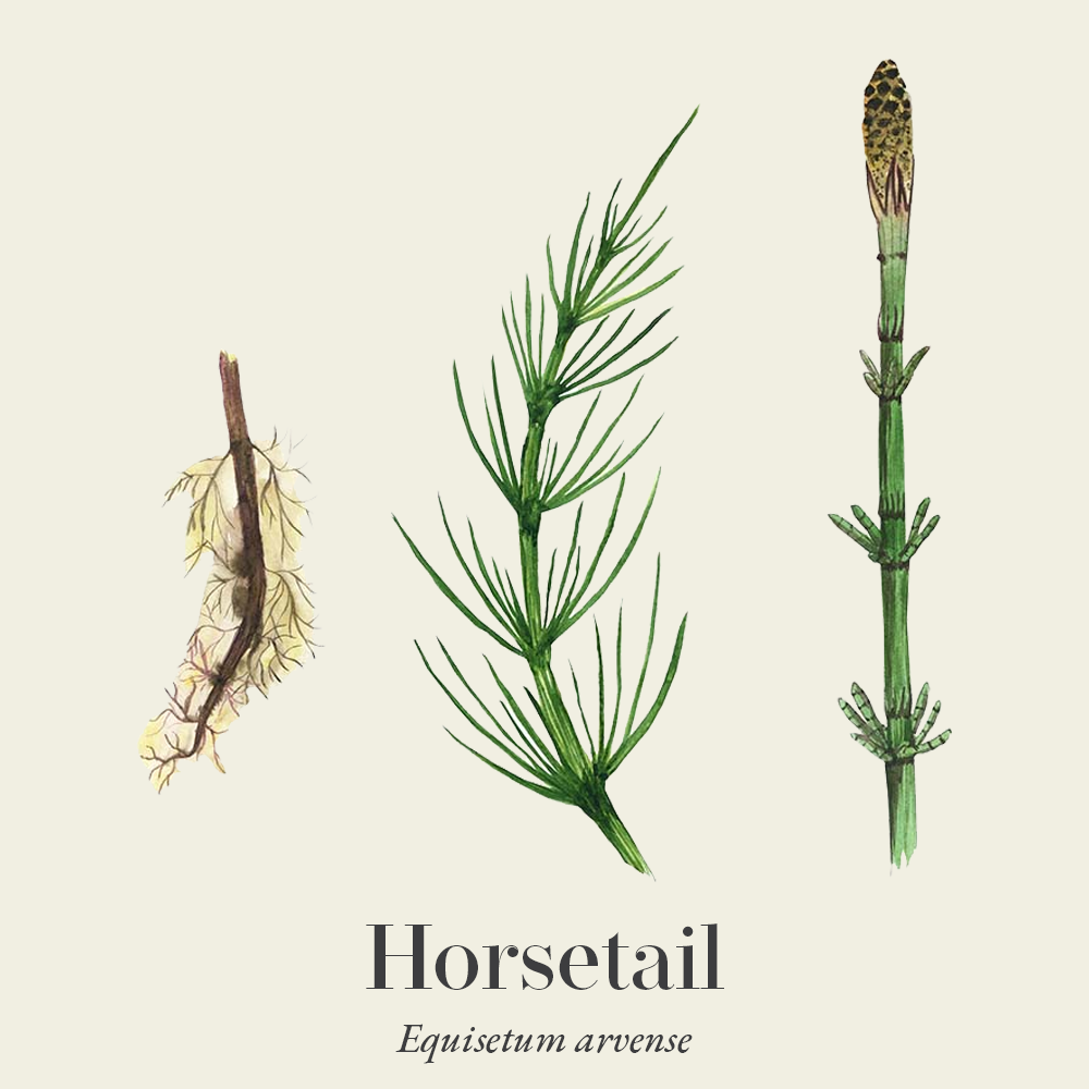 Horsetail (Equisetum arvense)