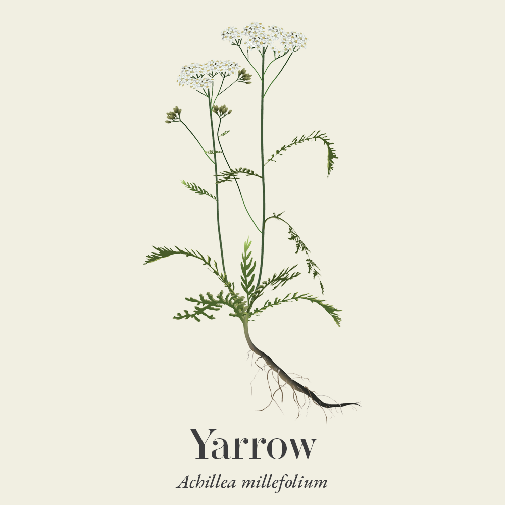 Yarrow (Achillea millefolium)