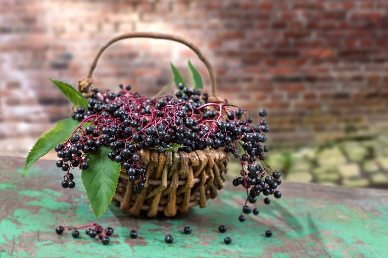 Edible plants to forage in August
