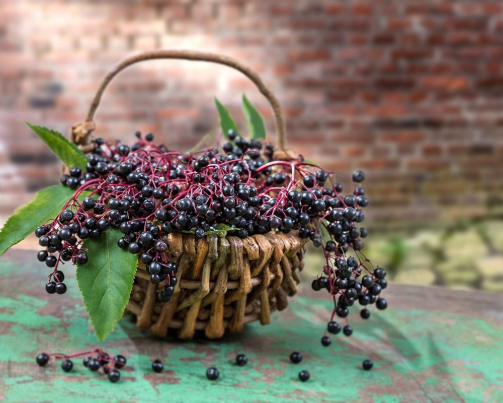 Plants to forage in August