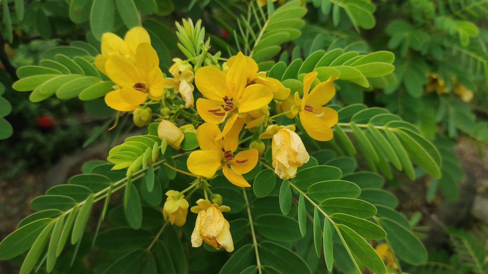 Senna Senna Alexandrina Benefits Uses Safety Herbal Reality