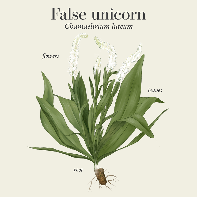 False unicorn (Chamaelirium luteum)