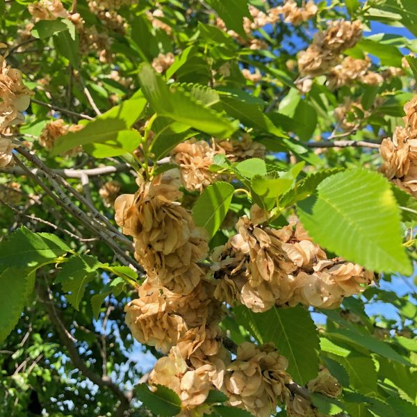 Sustainable Practices An Easy Slippery Elm Sustainable Harvest Guide