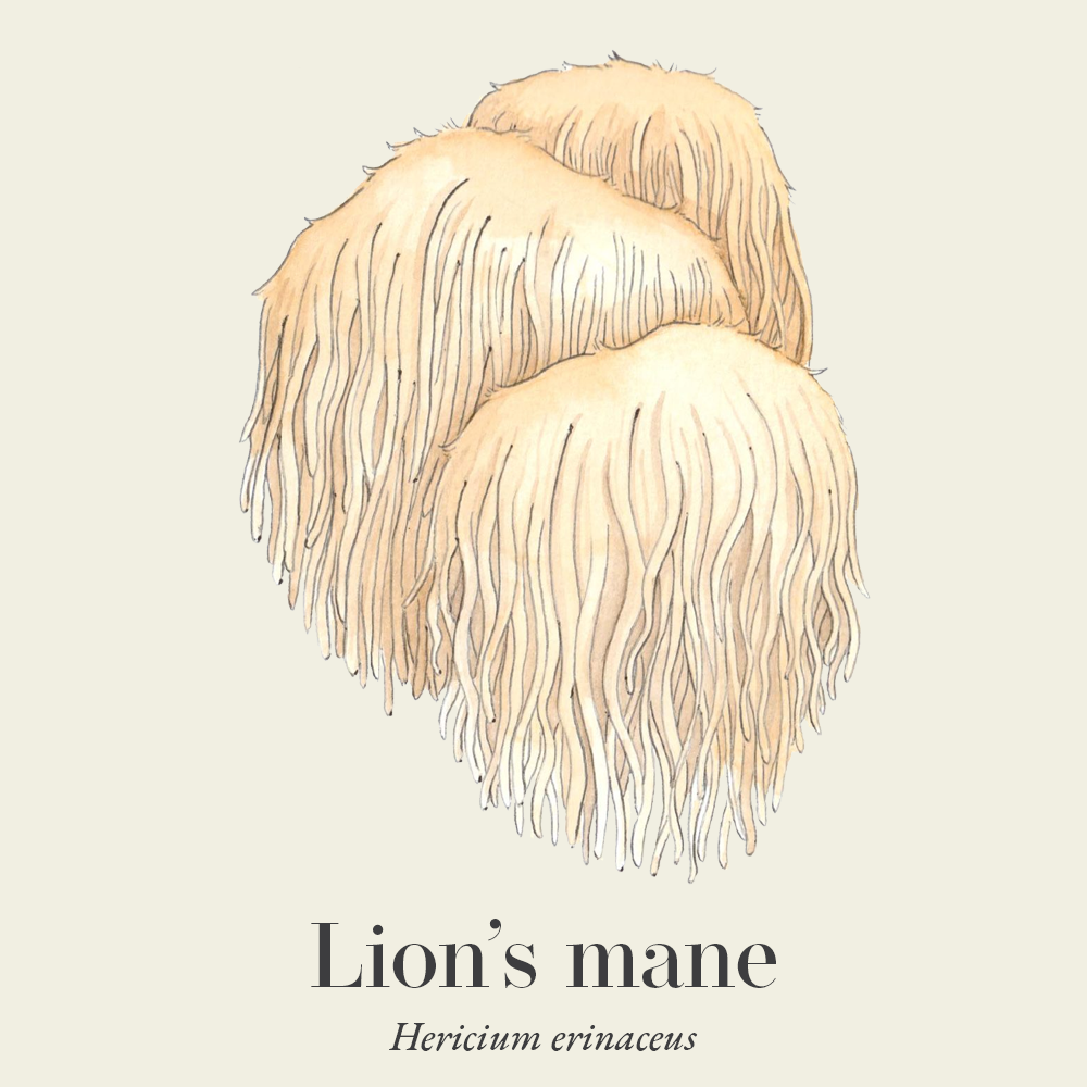 Lion's mane (Hericium erinaceus)