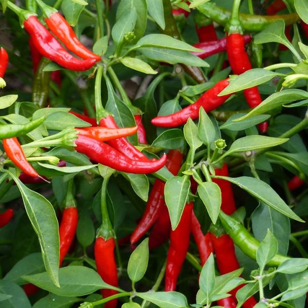 Chilli peppers (Capsicum annuum)