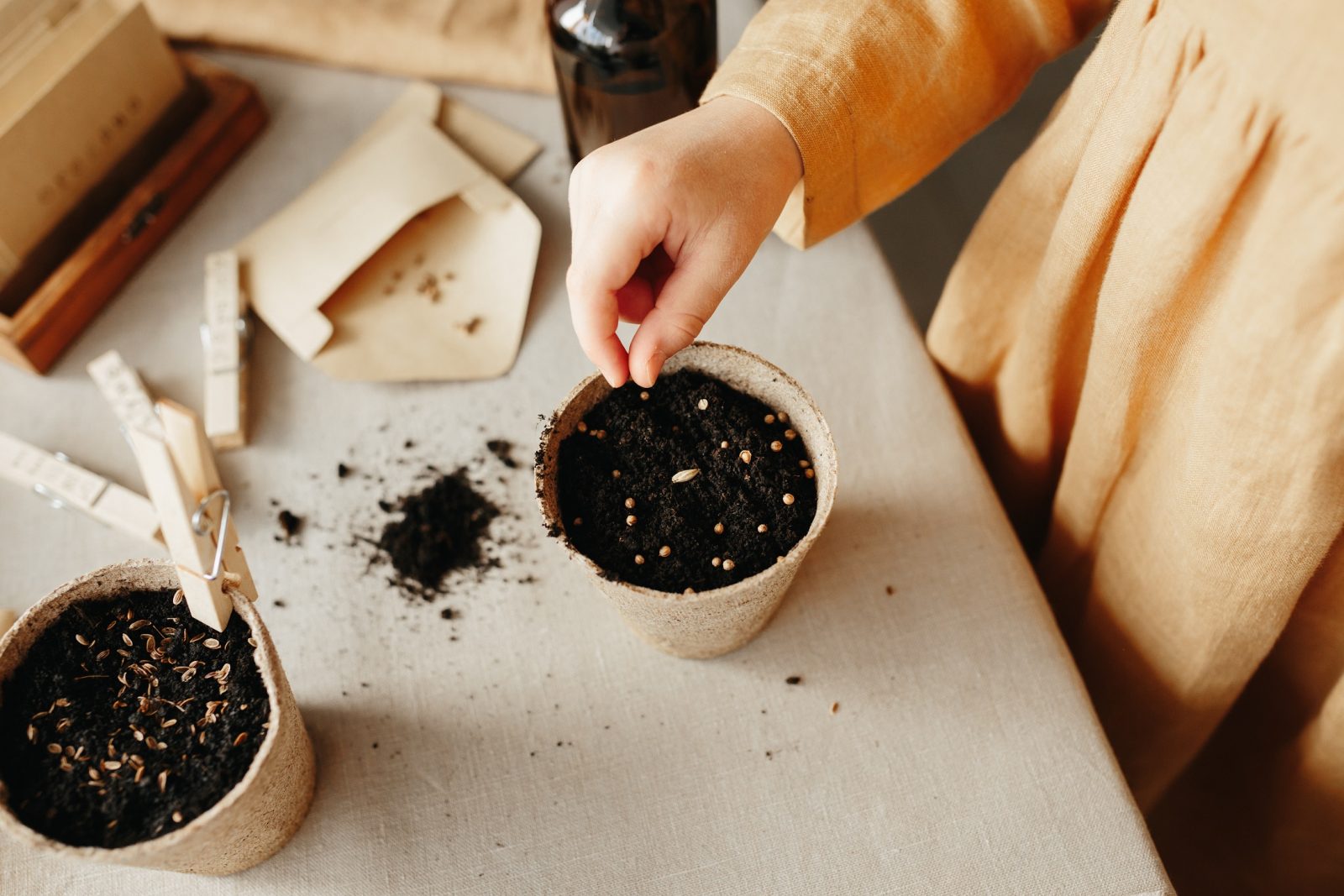 seed planting in soil