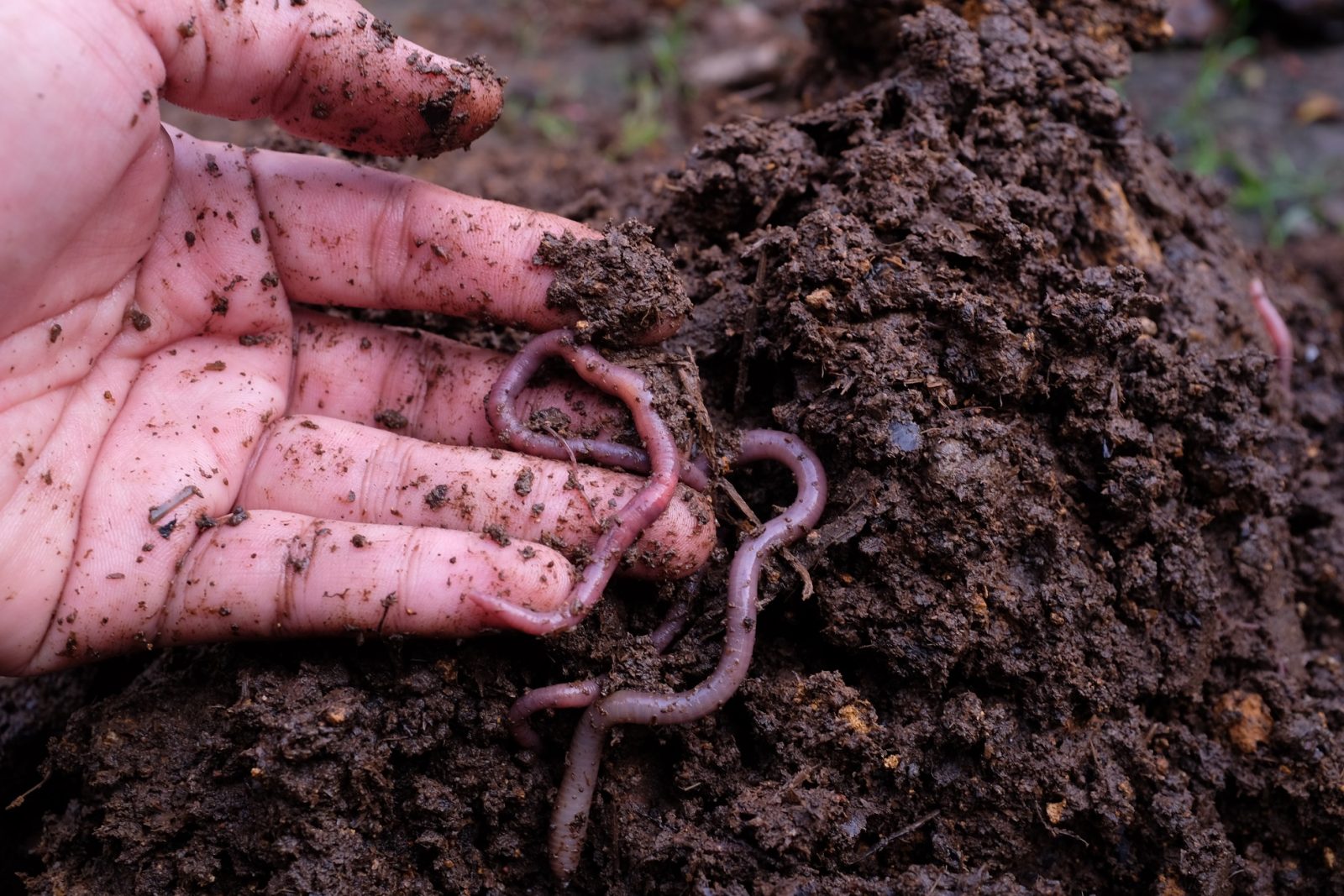 soil worms