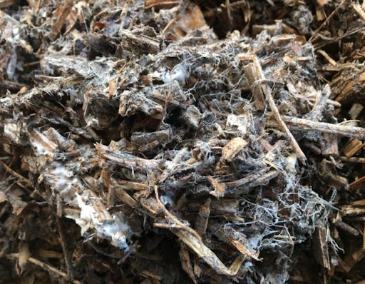 Fungal mycelium in woody compost