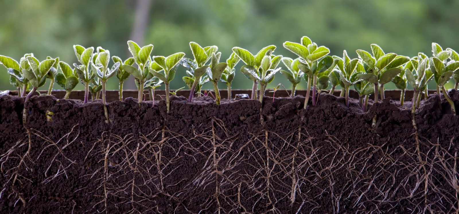 living soil