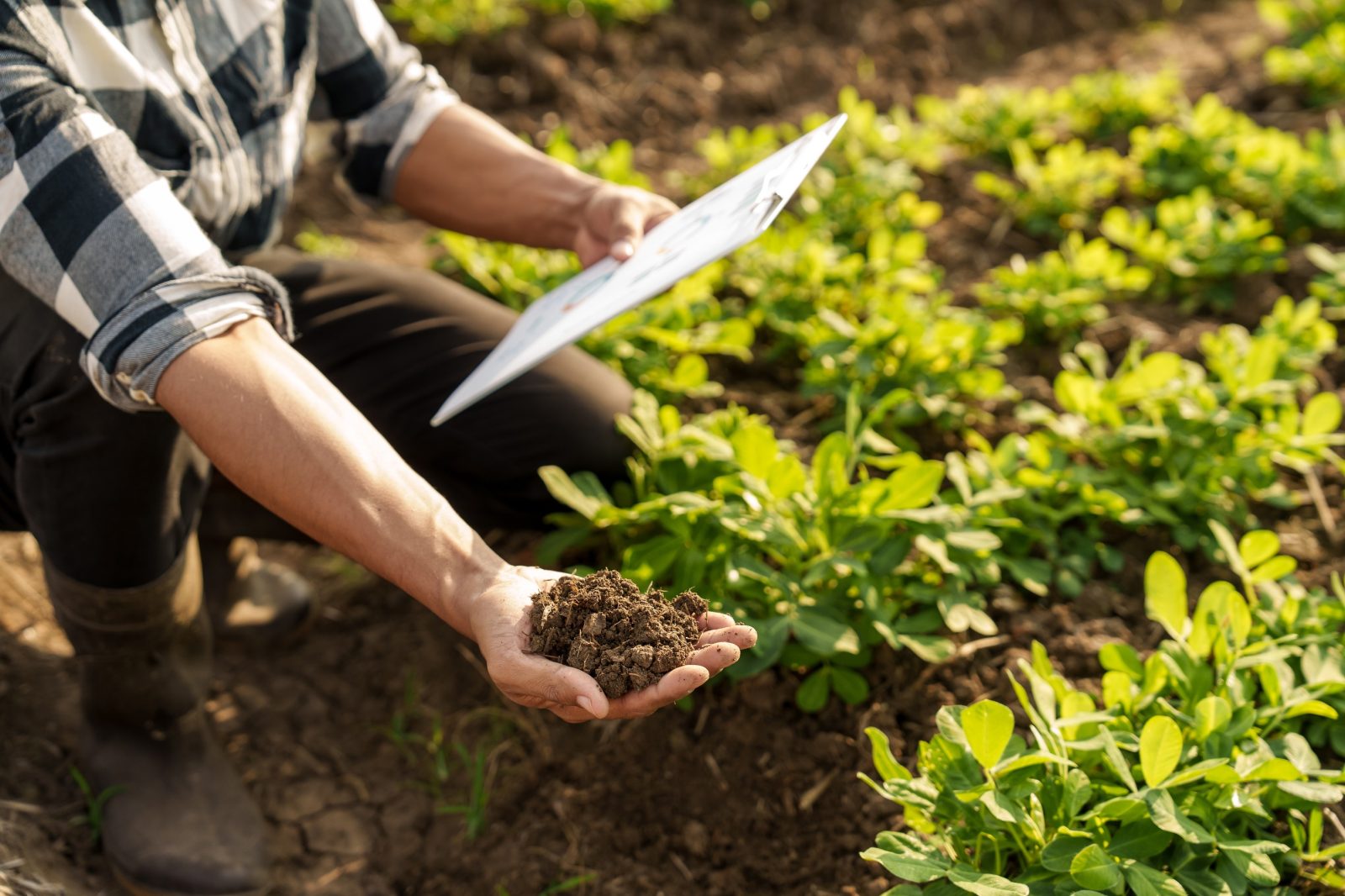 Soil health and human health - Herbal Reality