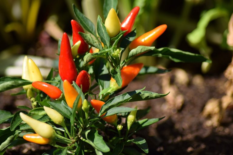Chilli: Capsaicin improves gut microbiota composition