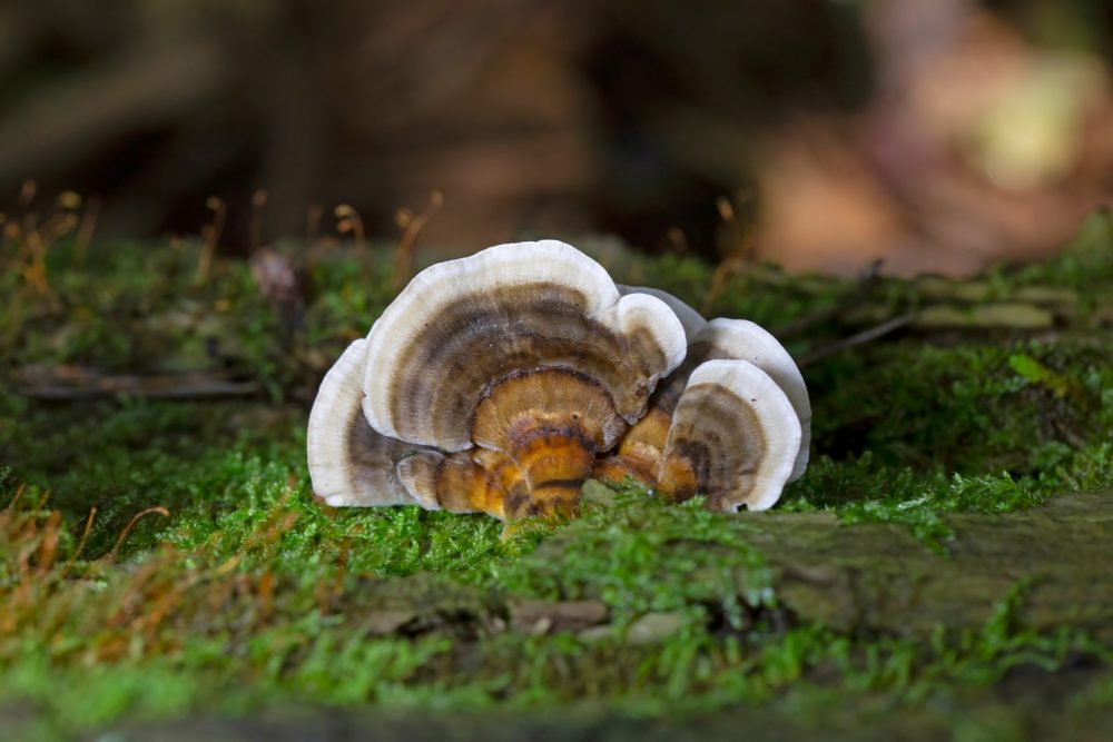 Turkey tail (Trametes versicolor)