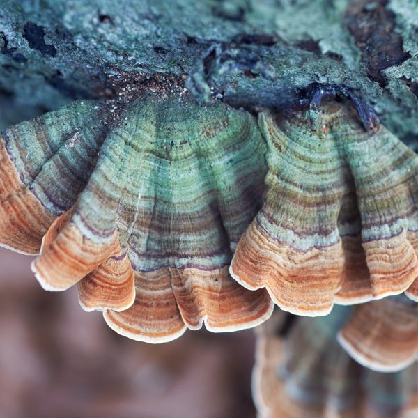 Turkey tail (Trametes versicolor)