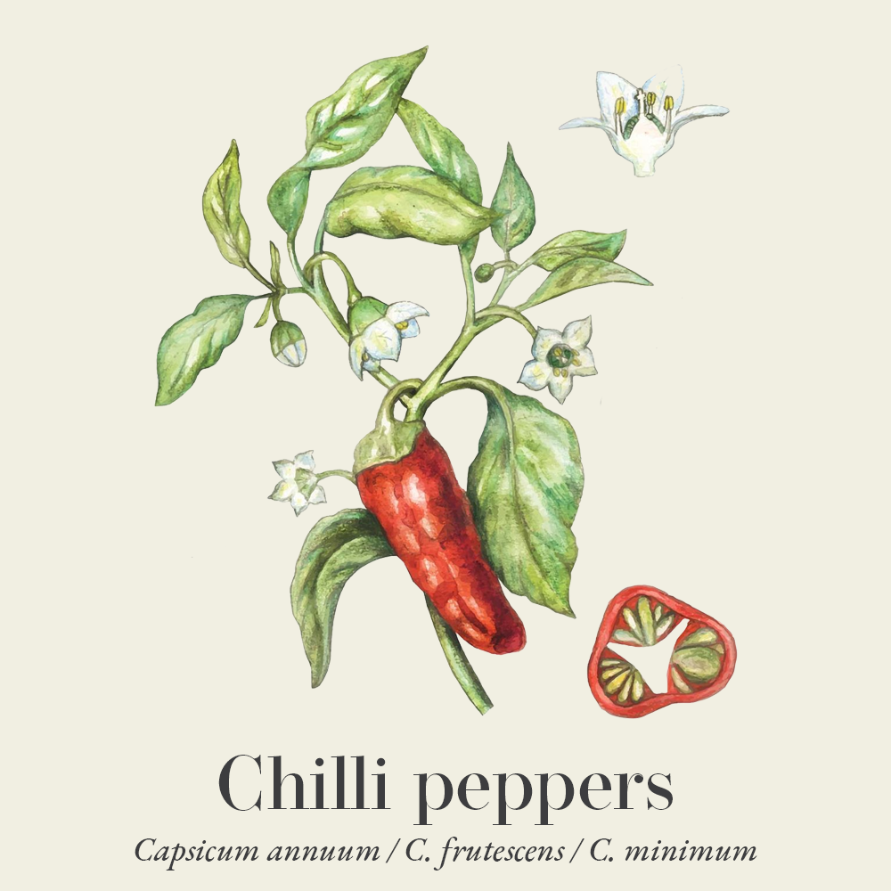 Chilli peppers (Capsicum annuum)