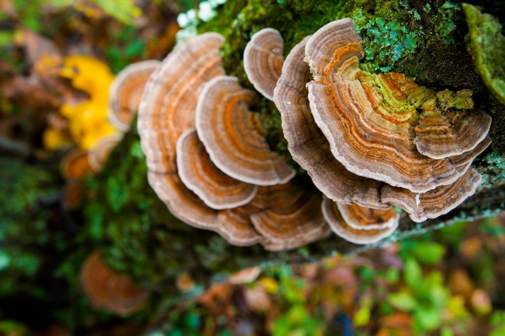 Turkey tail (Trametes versicolor)