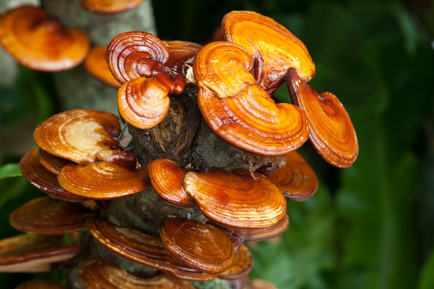 Reishi mushroom (Ganoderma lucidum)