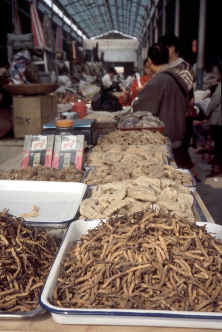 Chinese herb sustainability: Who is responsible?