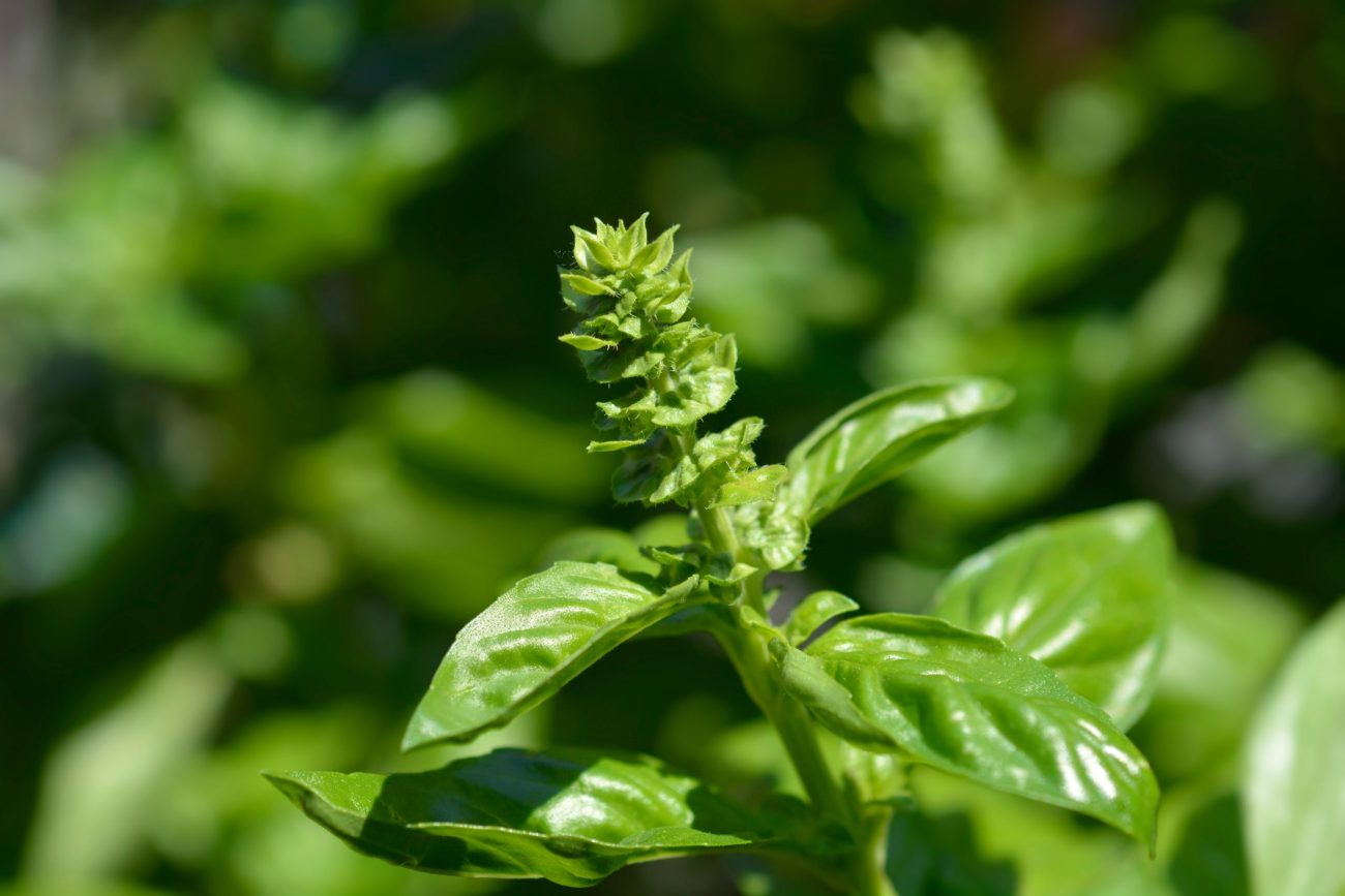 Basil (Ocimum basilicum): Benefits, Safety, Uses | Herbal Reality