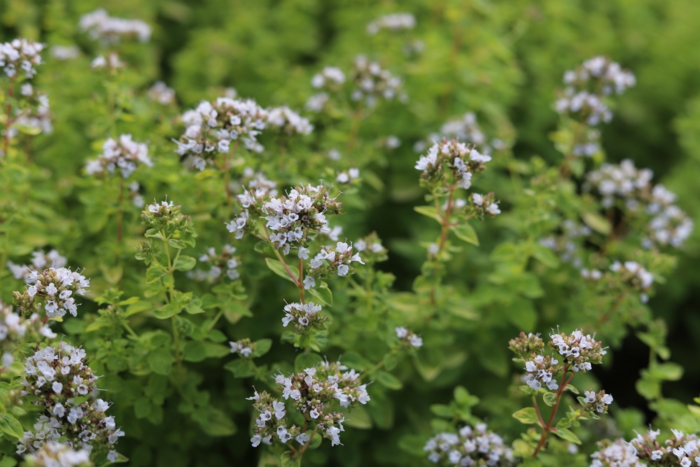 Marjoram Herbal Reality