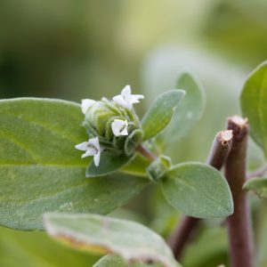 Marjoram flower (Origanum majorana)