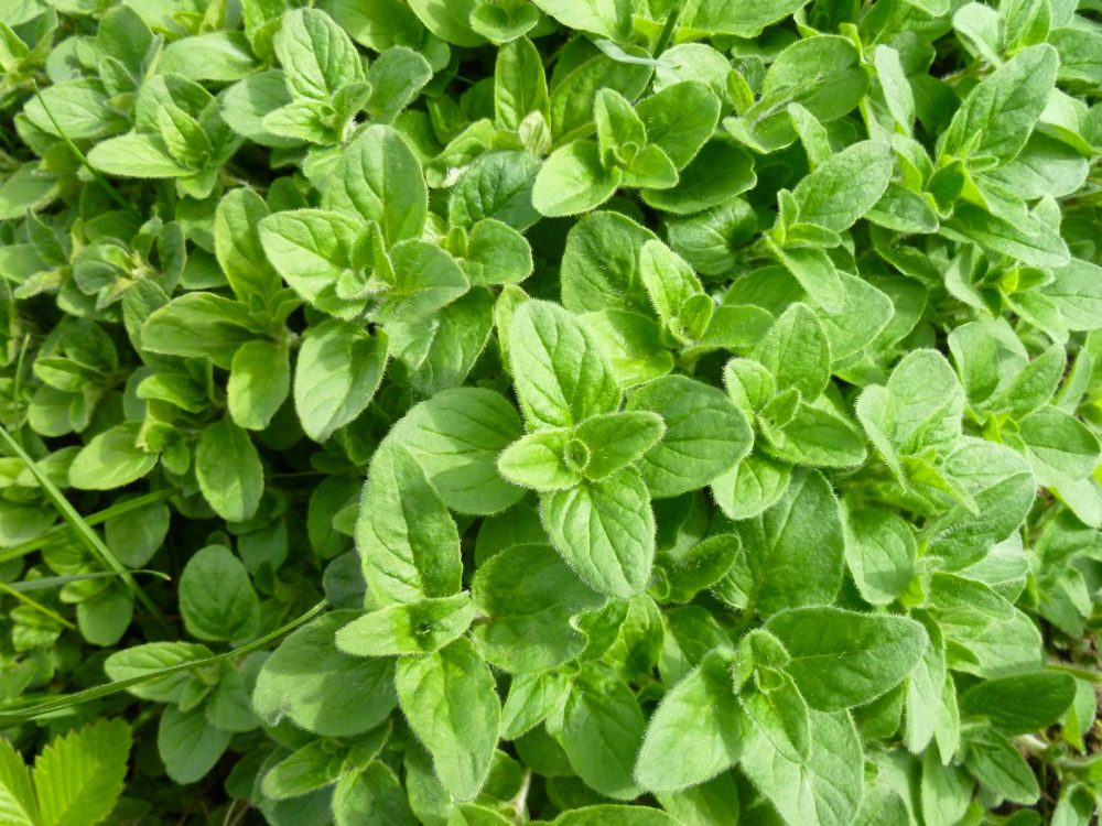 Oregano Origanum Vulgare Benefits Uses Safety Herbal Reality