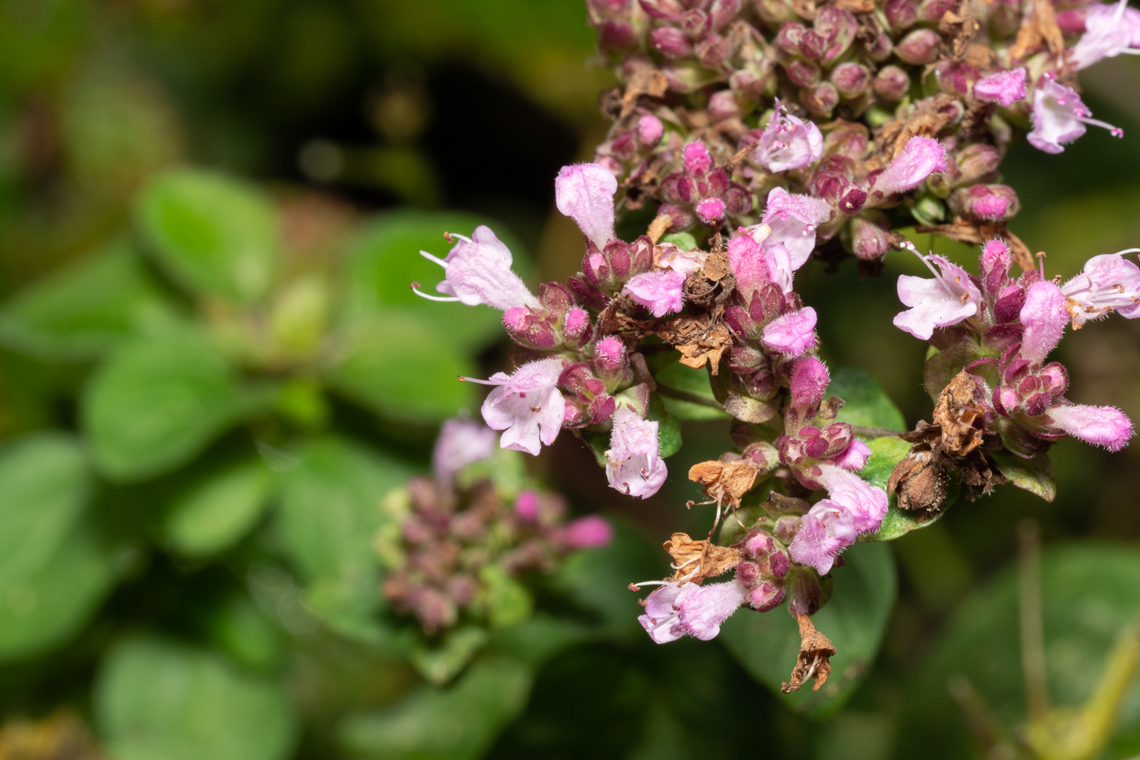 Oregano Herbal Reality