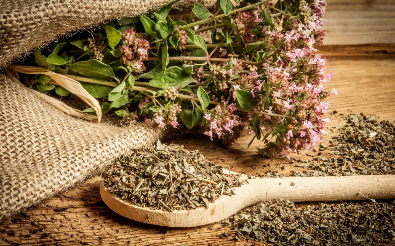 Oregano Origanum Vulgare Benefits Uses Safety Herbal Reality