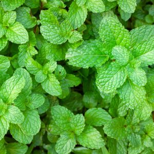 Peppermint (Mentha x piperita)