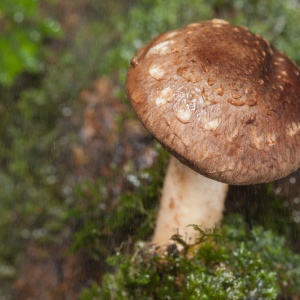 Shiitake (Lentinula edodes)