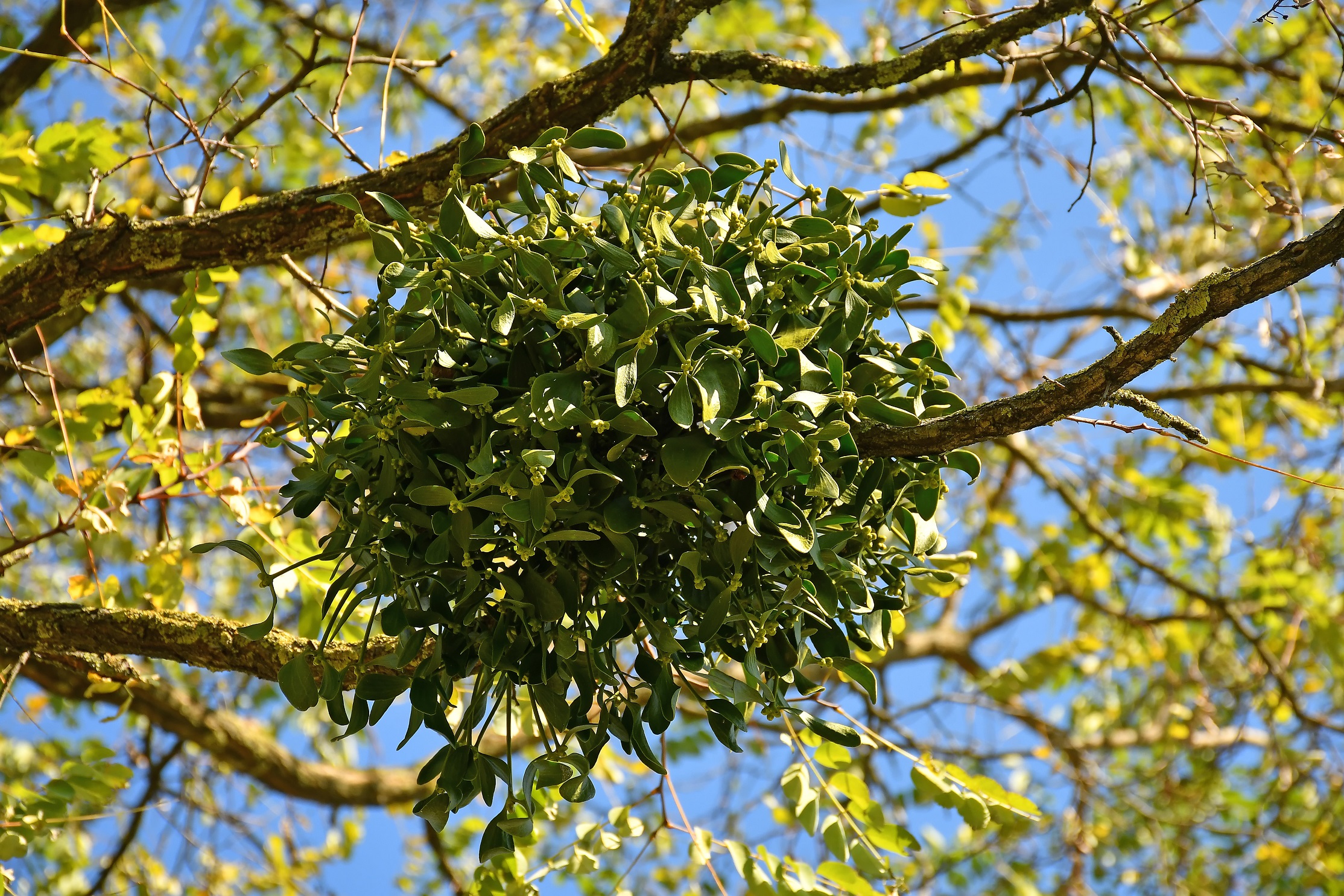 Mistletoe on a tree branch (Viscum album)