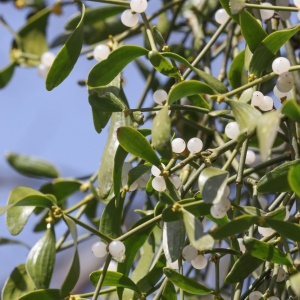 Fresh mistletoe (Viscum album)