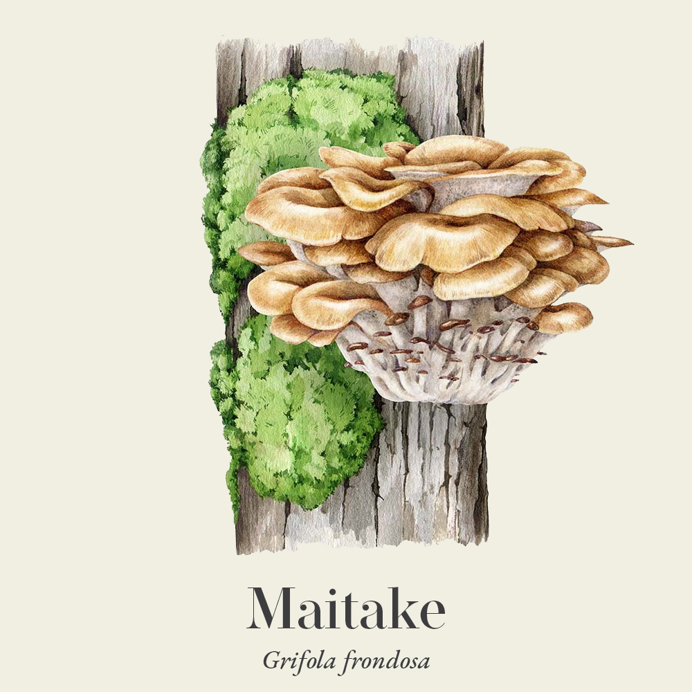 Maitake (Grifola frondosa)