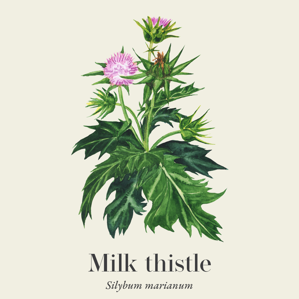 Milk thistle (Silybum marianum)