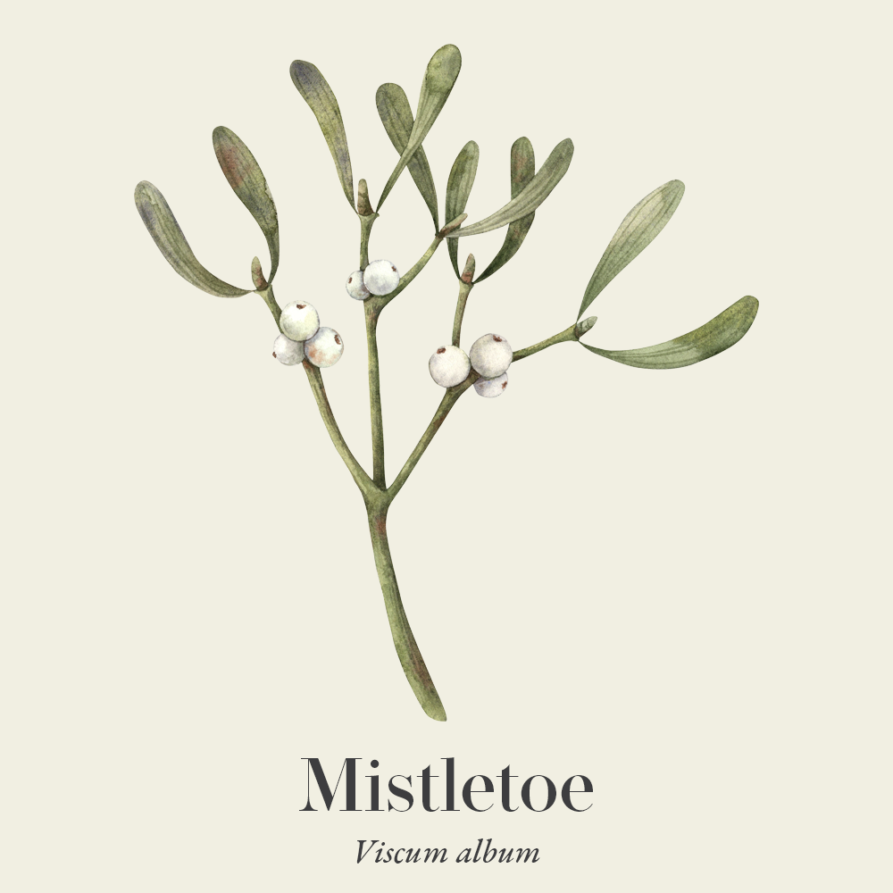 Mistletoe (Viscum album)