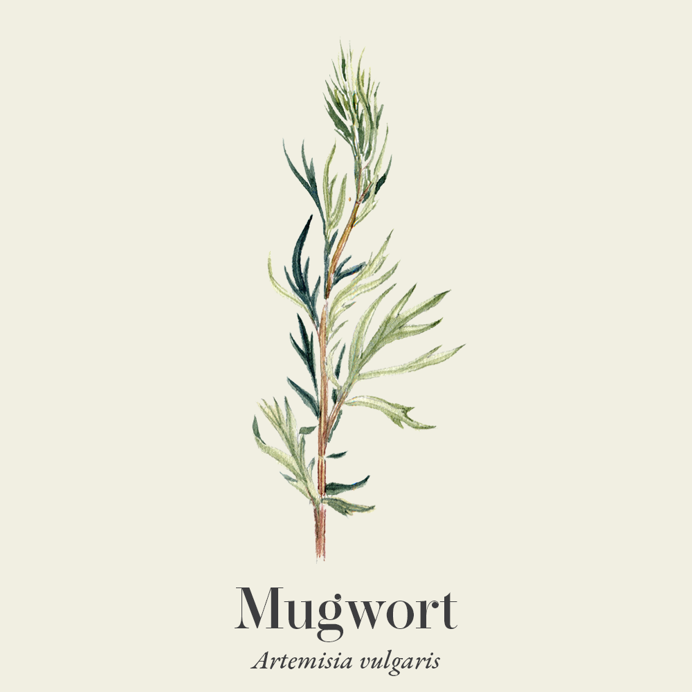 Mugwort (Artemisia vulgaris)
