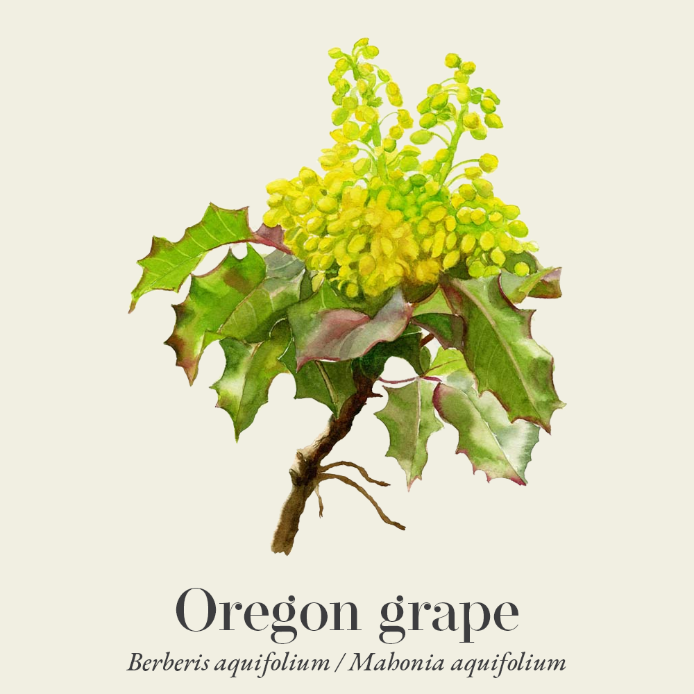 Oregon grape (Berberis aquifolium)