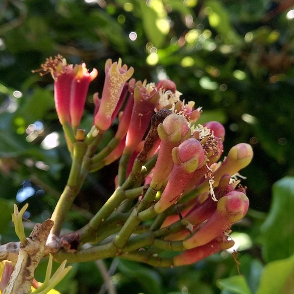 Cloves (Syzygium aromaticum)