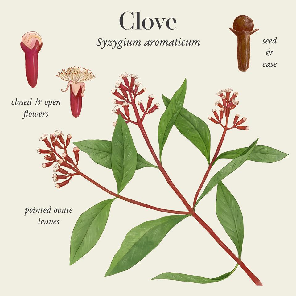 Clove (Syzygium aromaticum)