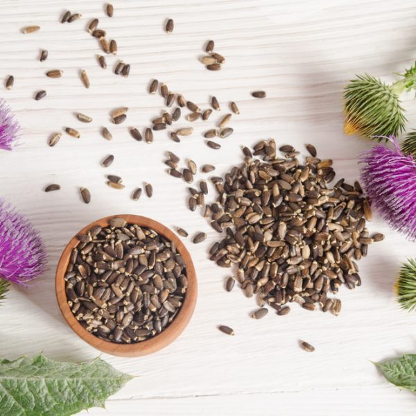 Milk thistle seeds (Silybum marianum)