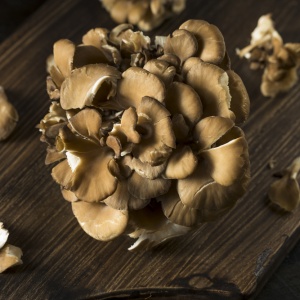 Maitake mushrooms (Grifola frondosa)