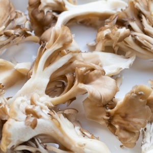 Maitake mushrooms on a plate (Grifola frondosa)
