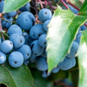 Oregon Grape fruit (Berberis aquifolium)