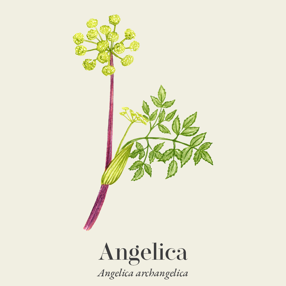 Angelica (Angelica archangelica)